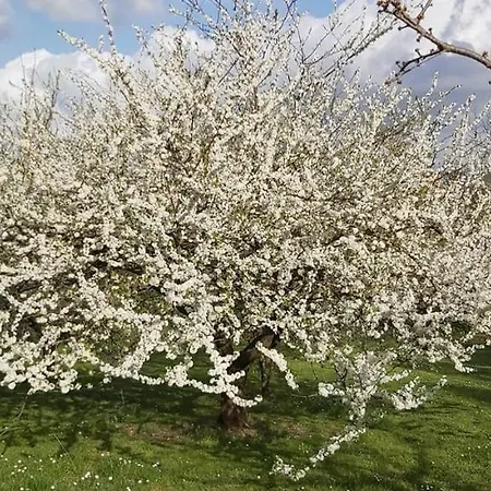 La Romanella * Viterbo